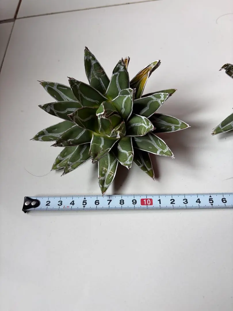 2026年最新】笹の雪 ダルマの人気アイテム - メルカリ