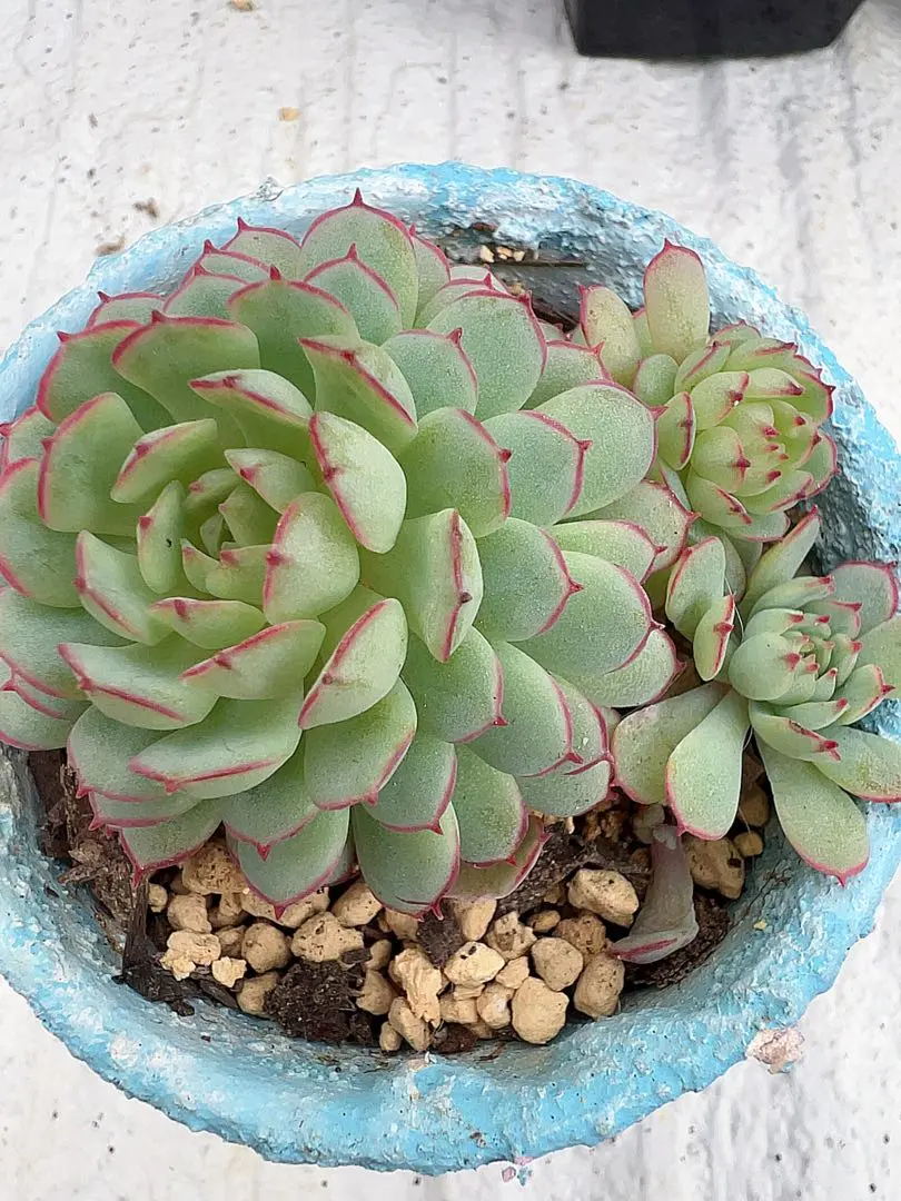 2026年最新】オーストラリアキャプテンヘイの人気アイテム - メルカリ