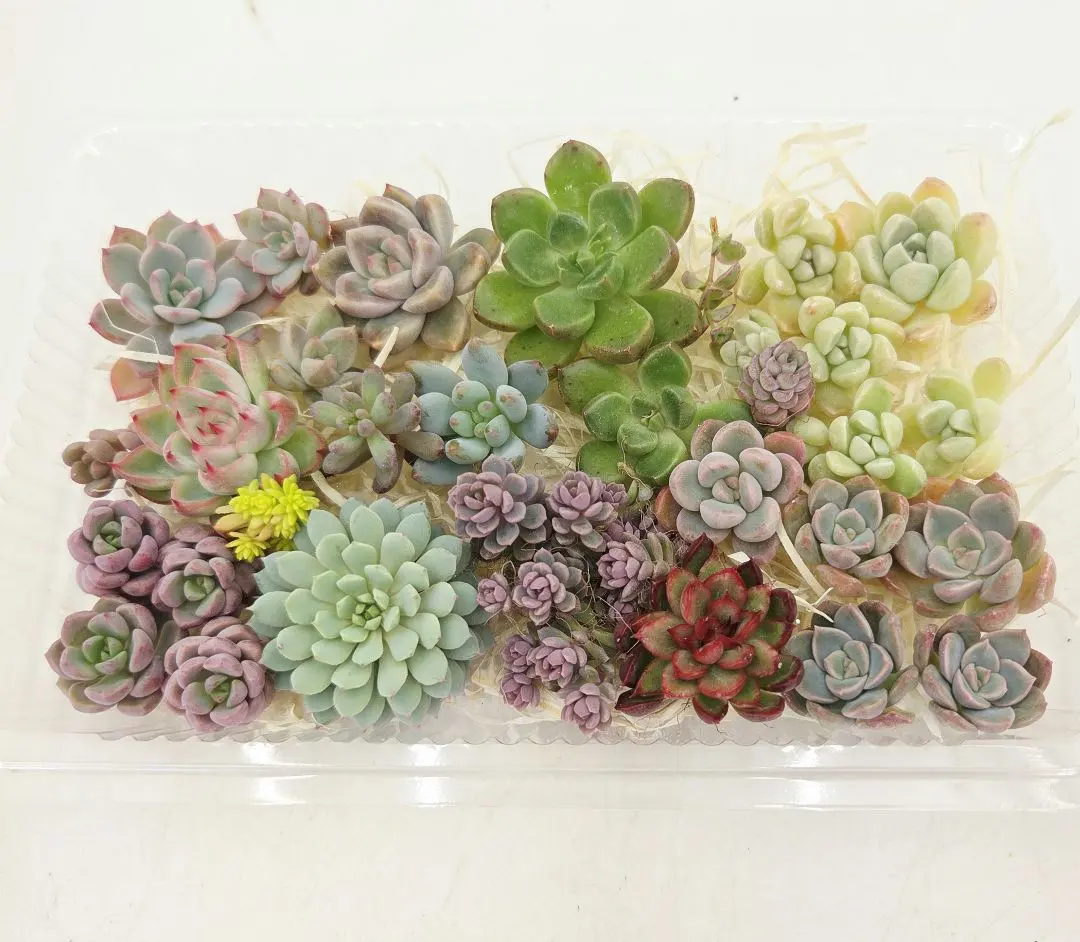 2026年最新】ミステリアスグラス多肉植物の人気アイテム - メルカリ