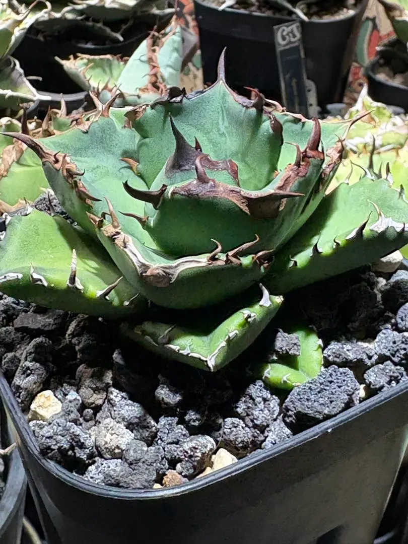 2026年最新】アガベ翼竜の人気アイテム - メルカリ