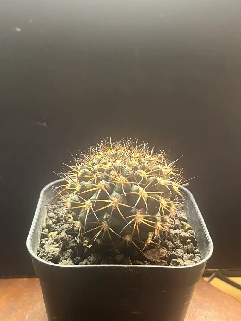 2026年最新】コピアポア 栗星玉の人気アイテム - メルカリ