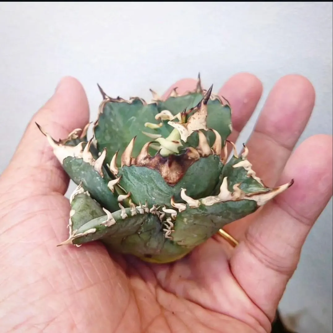 2026年最新】オアハカ オテロイ 現地球の人気アイテム - メルカリ