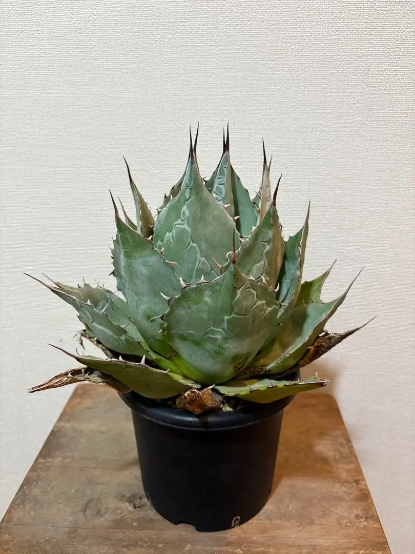 2026年最新】パラサナグローブの人気アイテム - メルカリ