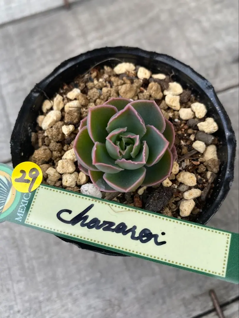 2026年最新】チャザロイの人気アイテム - メルカリ