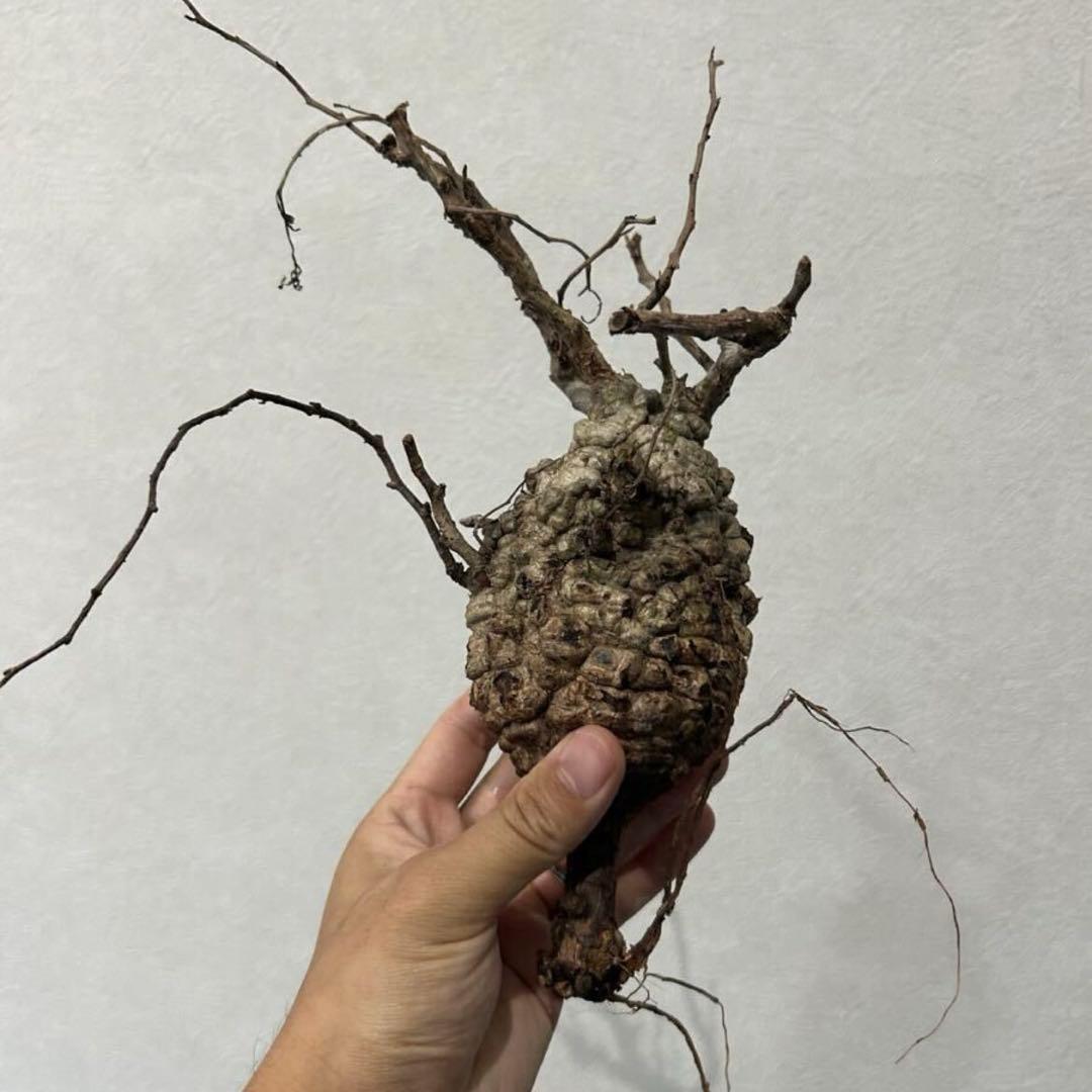 オペルクリカリア パキプス　現地発根株　発根管理中 パキプス発根管理35日目 一気に5ヶ所くらいの発根が進行していて、ほぼ