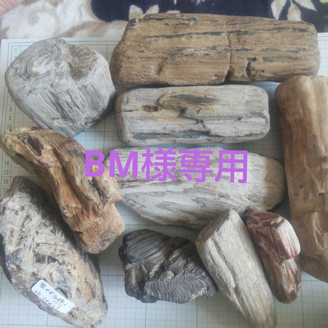 BM、珪化木セット 個体が選べます amabro 珪化木 ウッドコースター ナチュラル – くらす