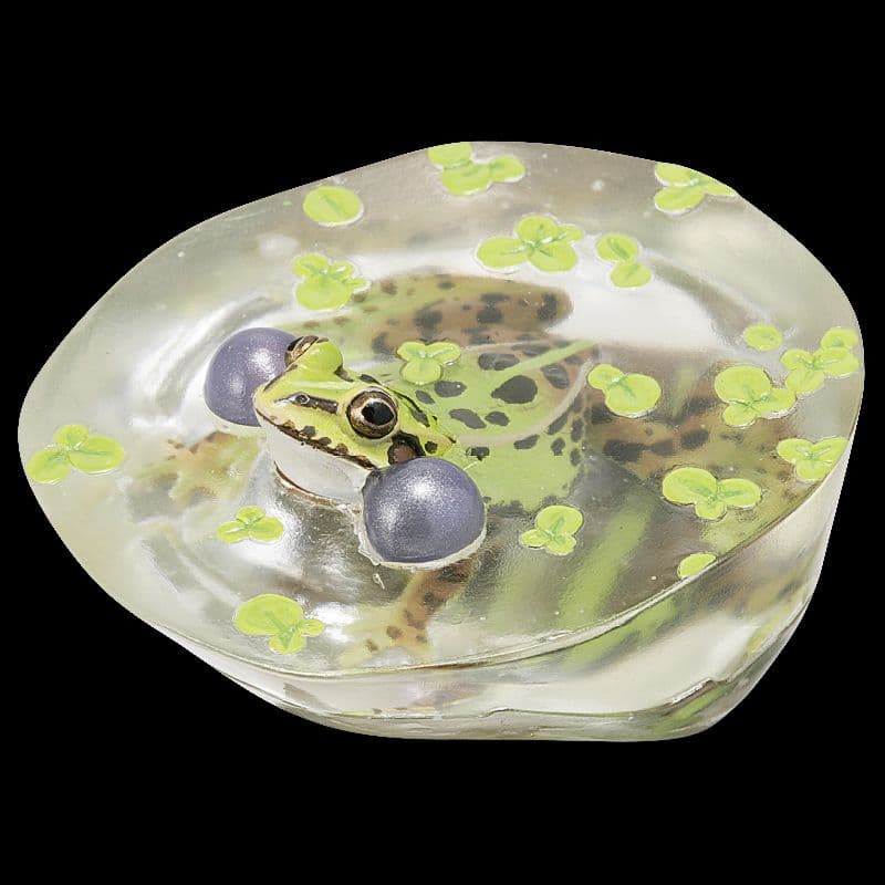 NTC 日本のカエル 特装版 ♢トウキョウダルマガエル - メルカリ