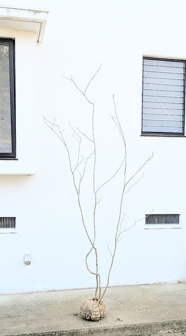 秀。山採りアオダモ。 楽天市場】【現品】山採り【アオダモ】株立ち 自然風樹形