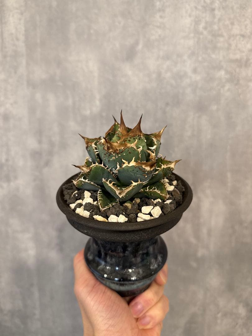 アガベ チタノタ 麻花龍 子株 CJ オテロイ ブルー アガベチタノタ麻花龍 | STORES