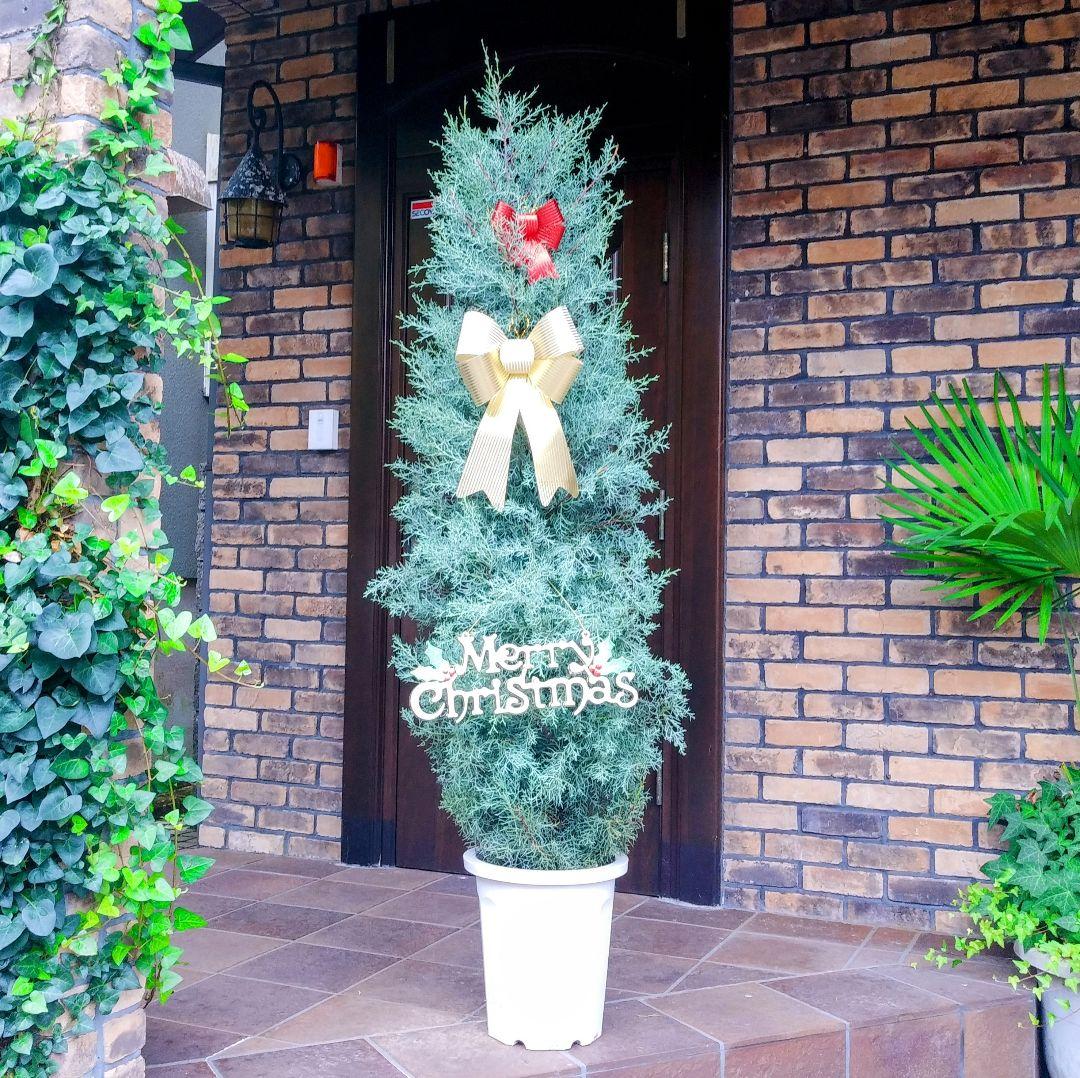 コニファー ブルーアイス 苗 190cm❗綺麗な樹形 シルバーブルー 特選