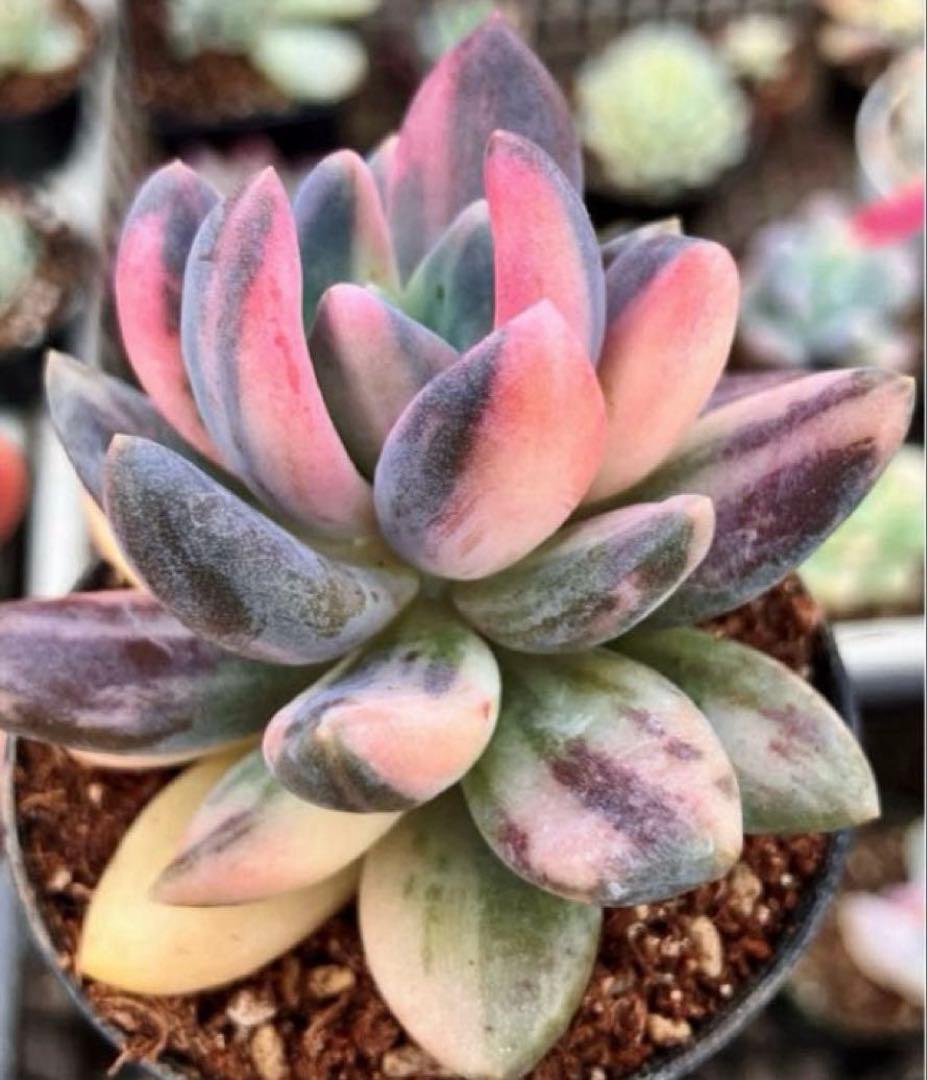 専用 マクライジング錦 紫麗殿錦 フローレンス錦×2 ピンクルビー錦