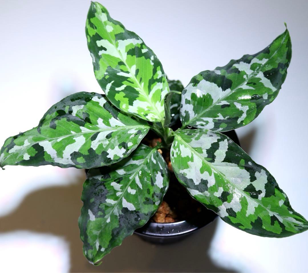 アグラオネマ ピクタム アンダマン① - メルカリ