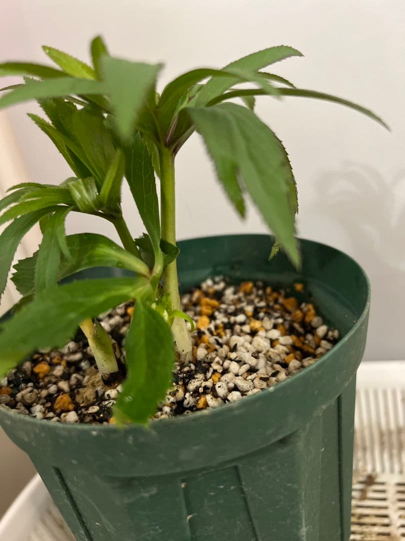 クリスマスローズ 苗 プルプラ交配 大木ナーセリーさん 株分け ピンク