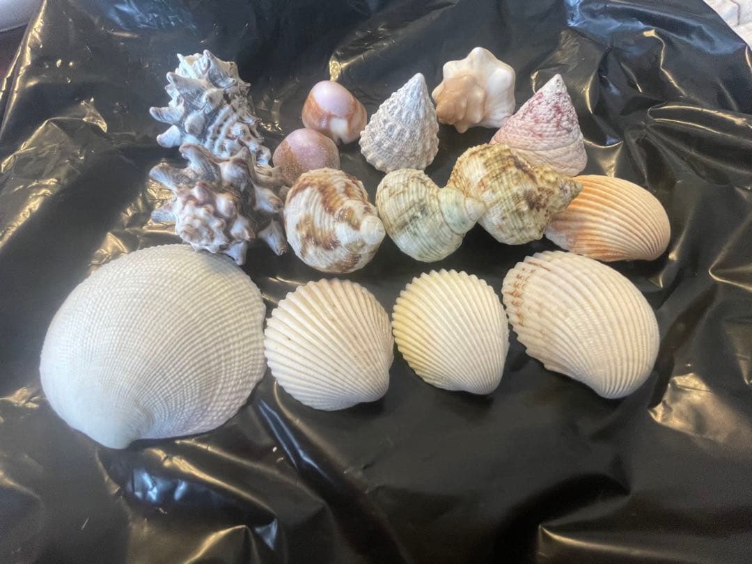 貝殻セット Amazon.co.jp: siawadeky カラフル 貝殻 500g アソート セット 天然