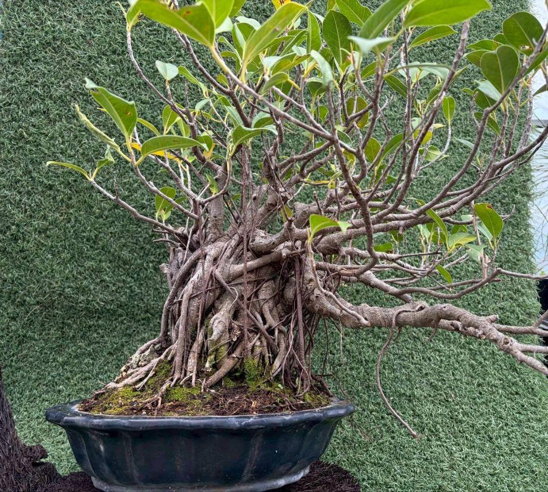 沖縄 ガジュマル 石抱き 盆栽 - メルカリ