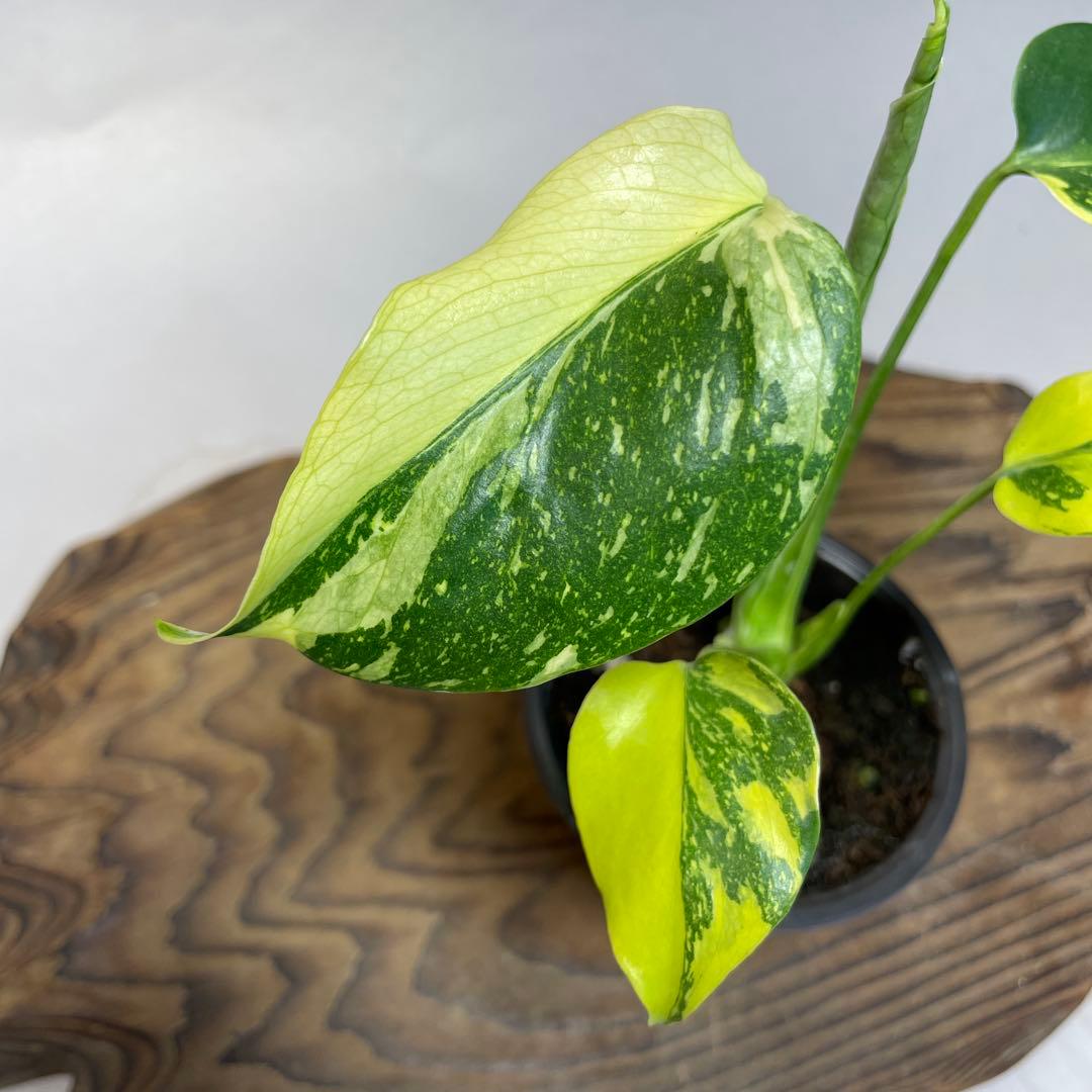 q28 品種保証 【希少】モンステラ・キング エレクトロライト - メルカリ