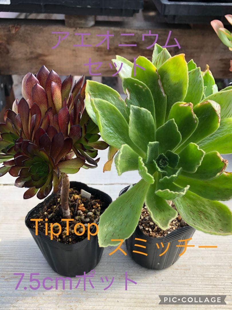 アエオニウム♡抜き苗セット - メルカリ