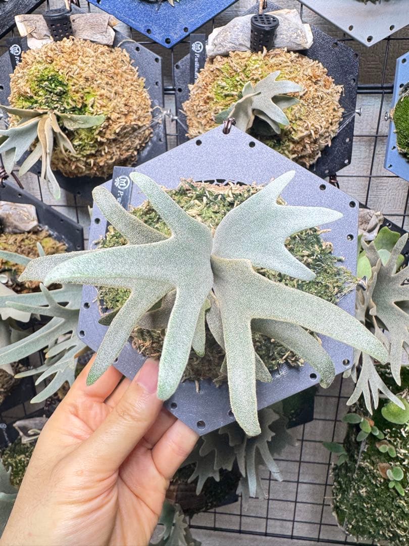 willinckii #1 mr.kai dwarf ビカクシダ　pup P. willinckii “#1 from Mr. Kai” sporeling 母本源自於泰國著名的鹿角