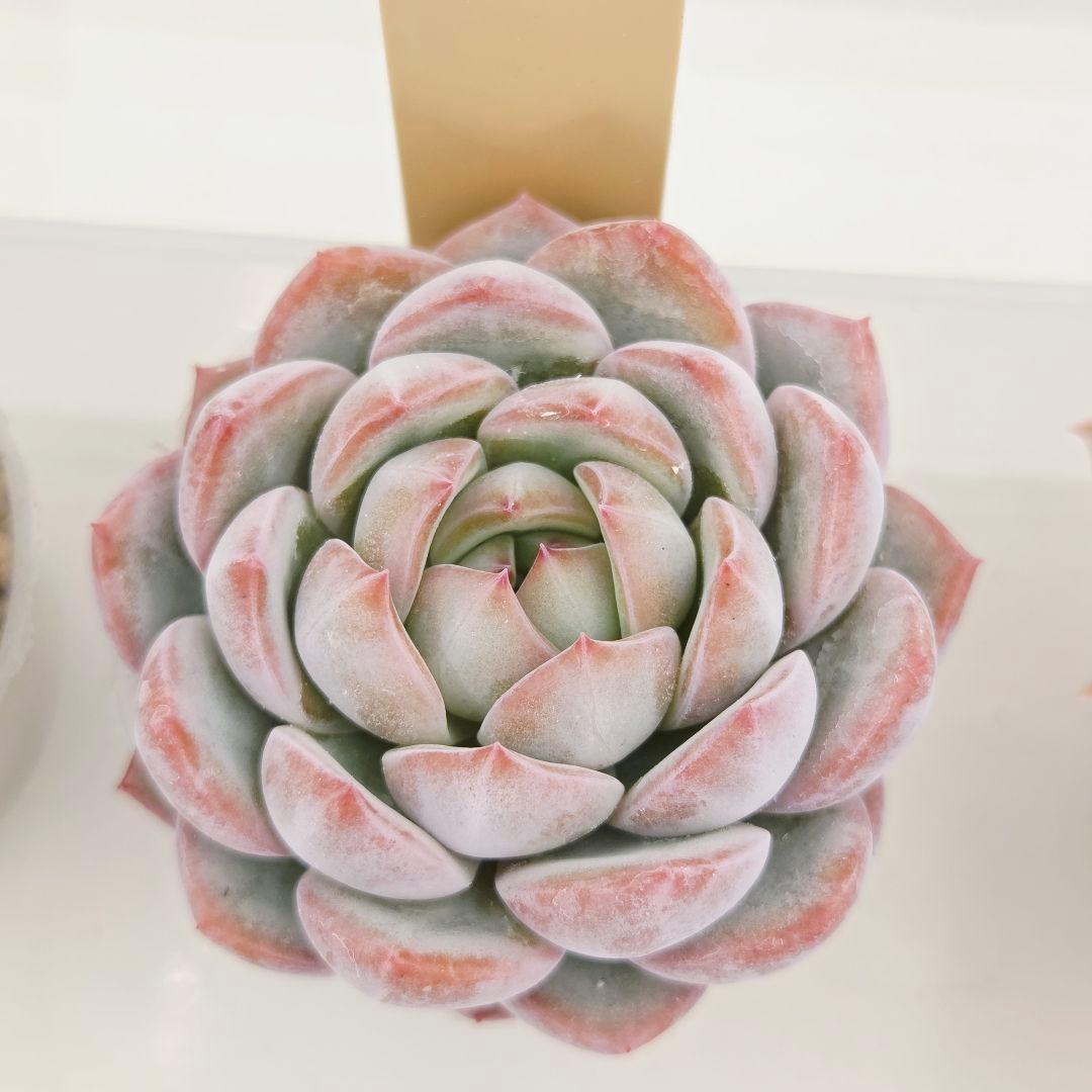 なおこ 5苗 メルカリ便送料込