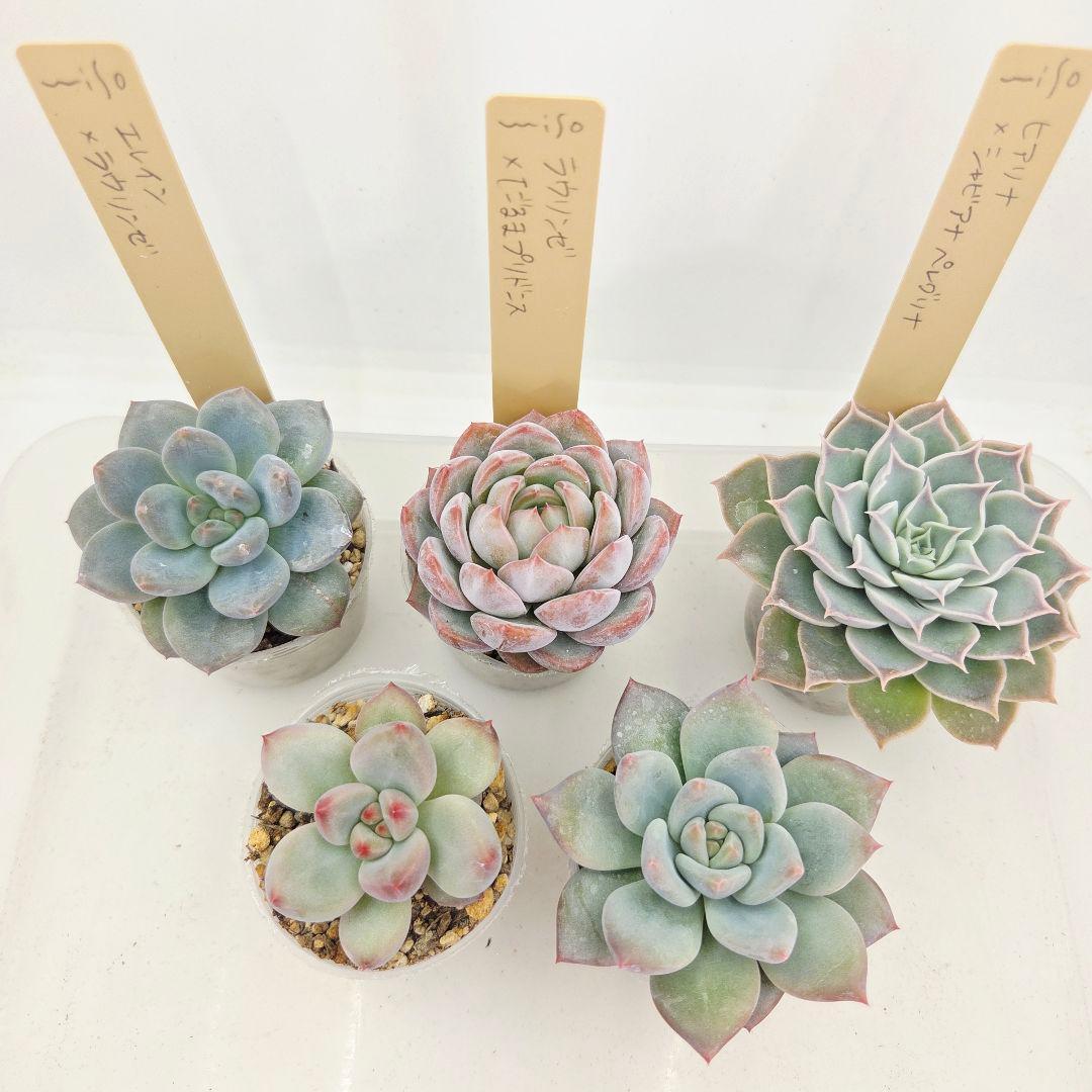 なおこ 5苗 メルカリ便送料込