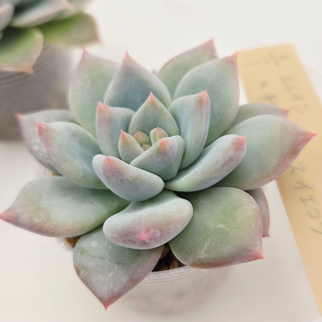 なおこ 5苗 メルカリ便送料込