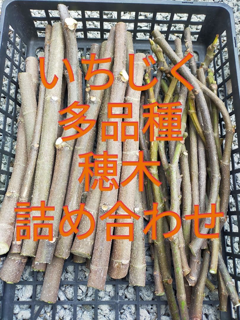 いちじく多品種穂木詰め合わせ〜La・figue farm - メルカリ