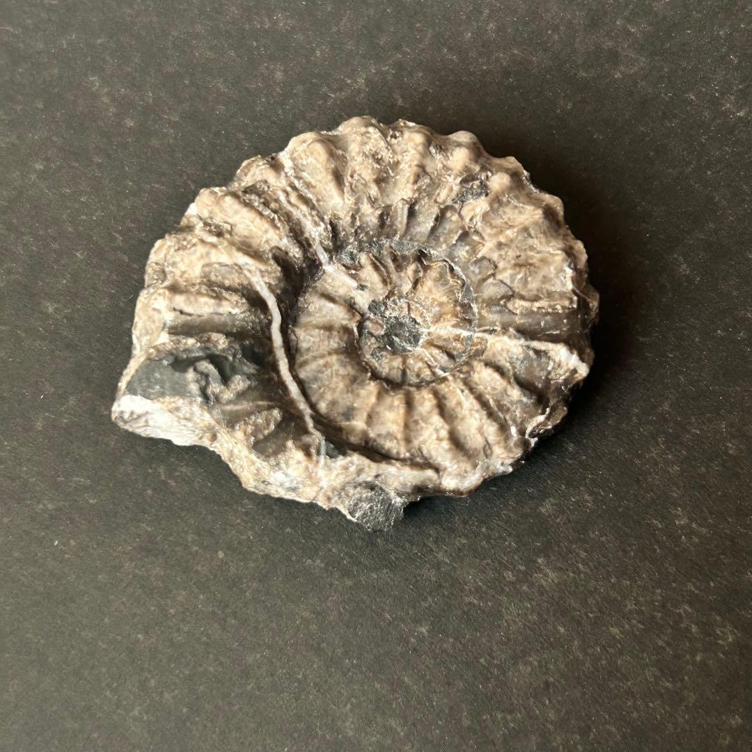 アンモナイト化石 約6cm グレー - メルカリ