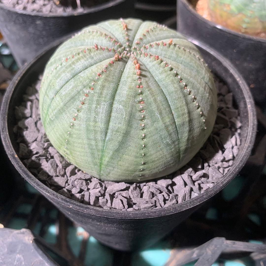 シンメトリカ 仔吹きタイプではない 7.5cm 3.5寸 超扁平お饅頭型