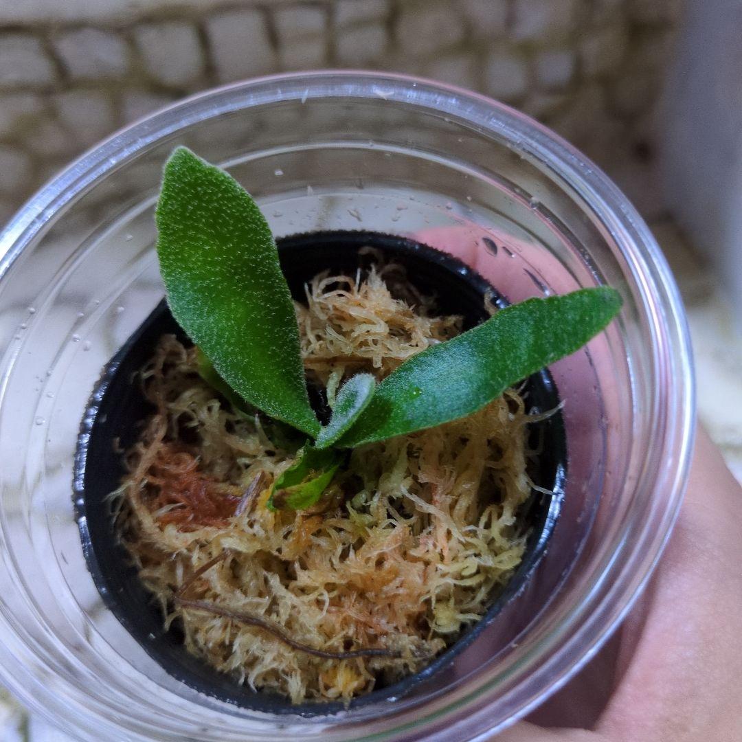 速達ビカクシダ P.Willinckii 'OMG' spore ③ - メルカリ