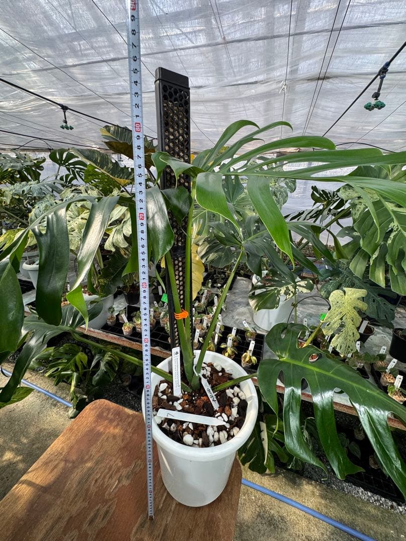 モンステラ・デリシオーサ・アラブフォーム \"エロンガータエ\" イーロンガーター