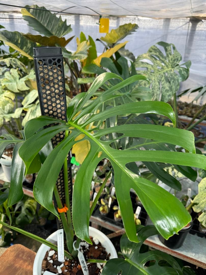 モンステラ・デリシオーサ・アラブフォーム \"エロンガータエ\" イーロンガーター