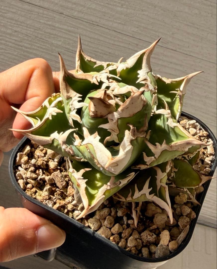 大白鯊　ホホジロザメ超コンパクト アガベ オテロイ　チタノタ アガベ チタノタ 大白鯊 ホオジロザメ | GREEN LUCK