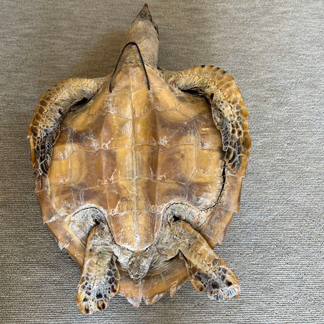 うみがめ タイマイの剥製 国際希少野生動植物登録票有り - メルカリ