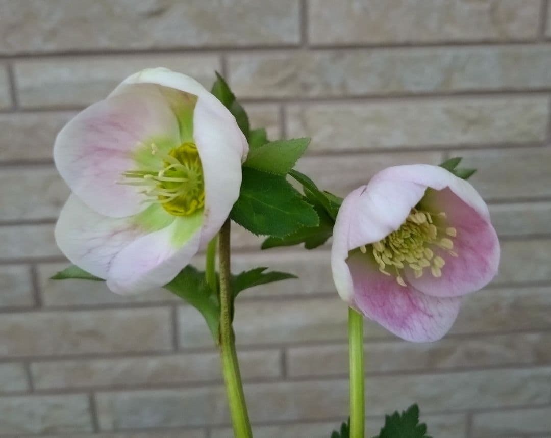 美花 】札付き パステリッシュストレイン クリスマスローズ 大和園様