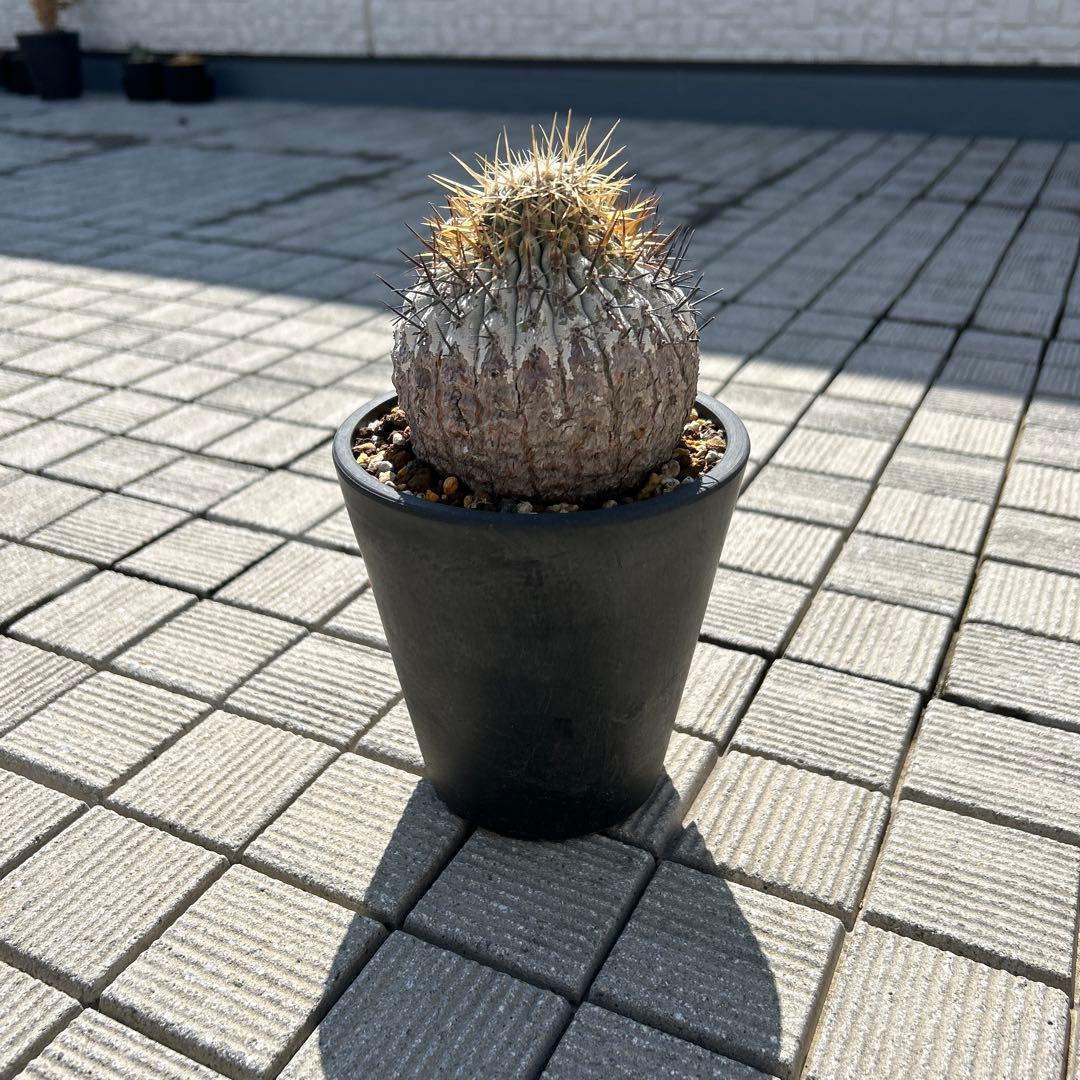 コピアポア黒王丸もしくは孤竜丸 コピアポア・黒王丸の仲間 | ☆ガマンマの ニク・サボ栽培☆ - 楽天ブログ