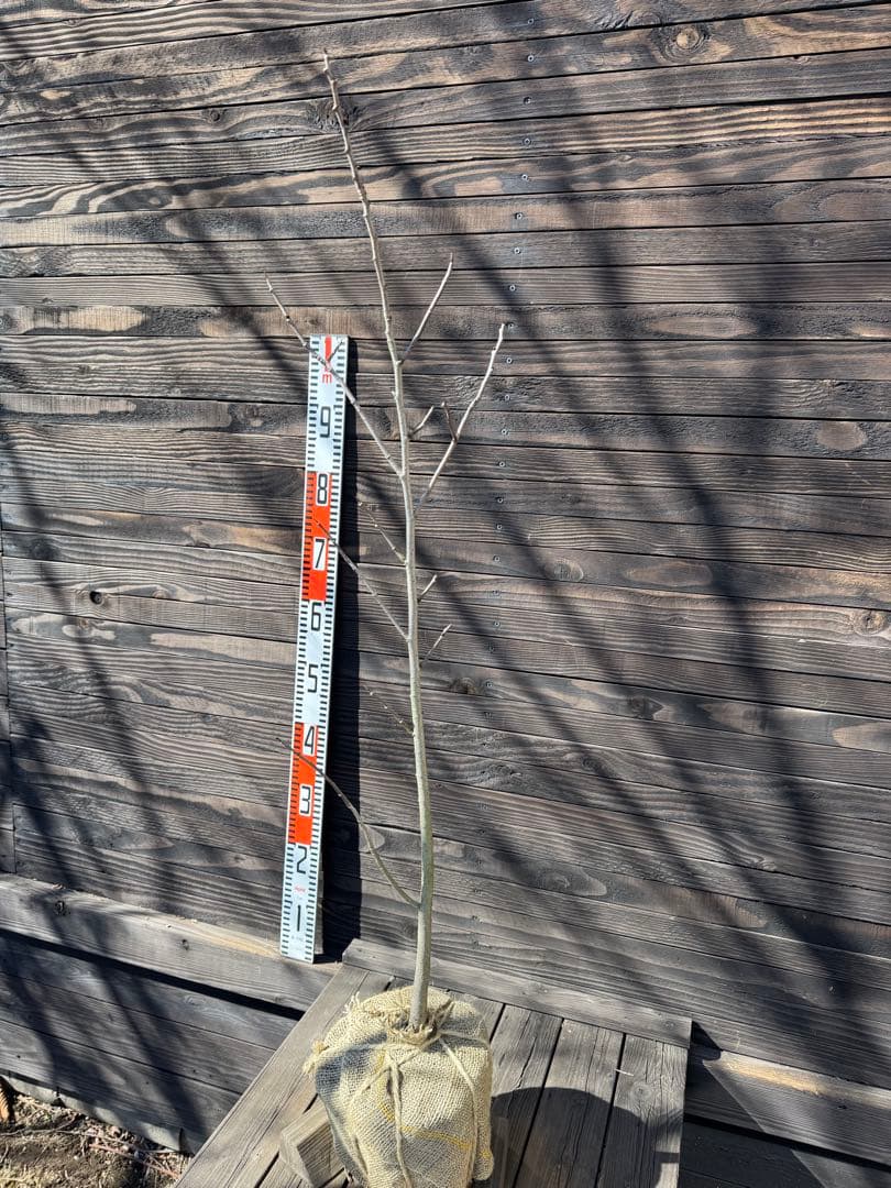 ポポー《庭木/果樹》【現品発送】管理 80043