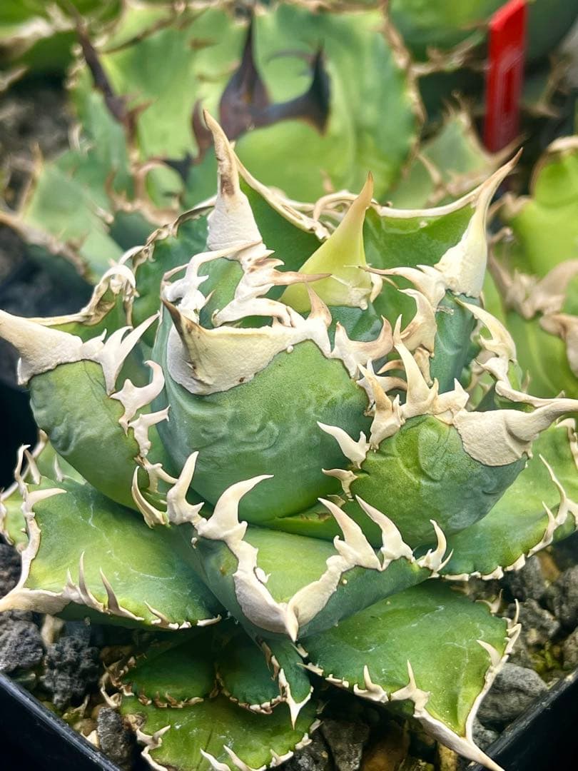 アガベ チタノタ　大白鯊　lize血統　ホホジロザメ アガベ チタノタ lize血統 大白鯊 ホホジロザメ - メルカリ