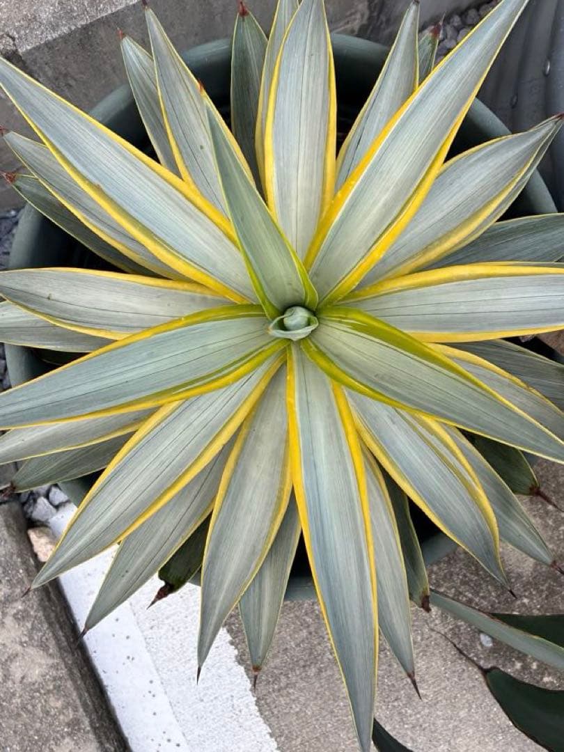 アガベ ブルームーン　銀河旅人　デスメティアーナ アガベ・デスメティアナ「ブルームーン」 5号ロングポット | | アガベ