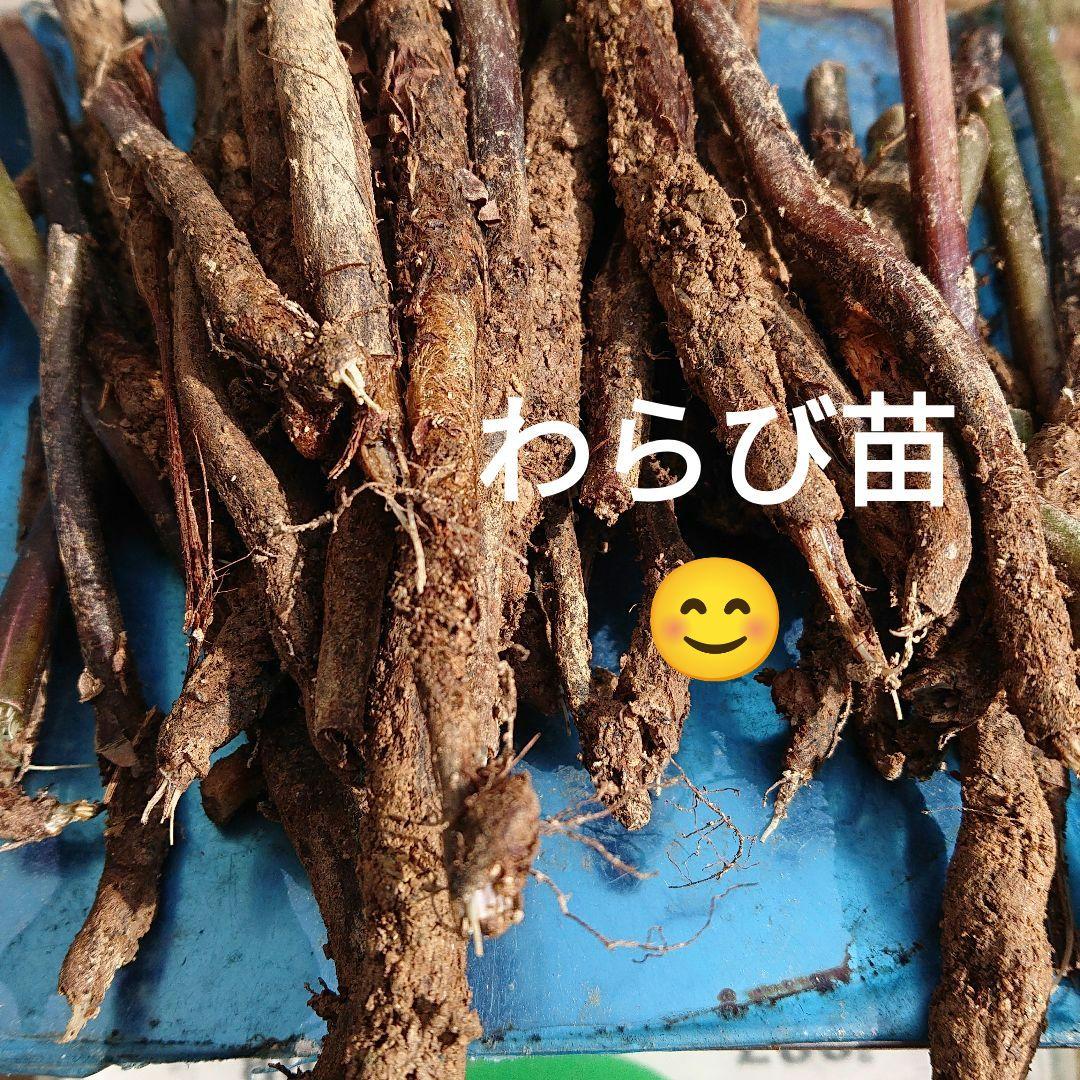 わらび苗(紀伊山地)500本 楽天市場】ワラビ 10.5cmポット苗 数量割引あり/山菜苗/耐寒性多年草