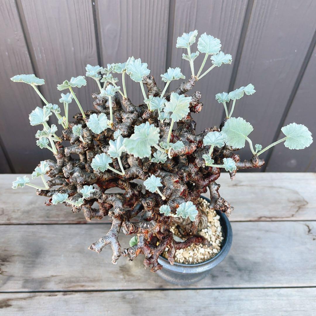 《期間限定販売❗️》『ペラルゴニウム　ミラビレ』　極美大株　現地球　発根済