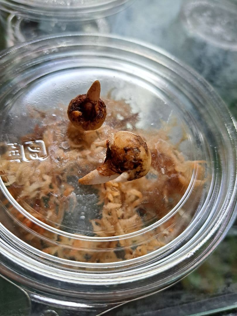 ま*ゆ様 山野草　アマギテンナンショウ　中２球　開花するかも シマテンナンショウ_1-500x334.jpg