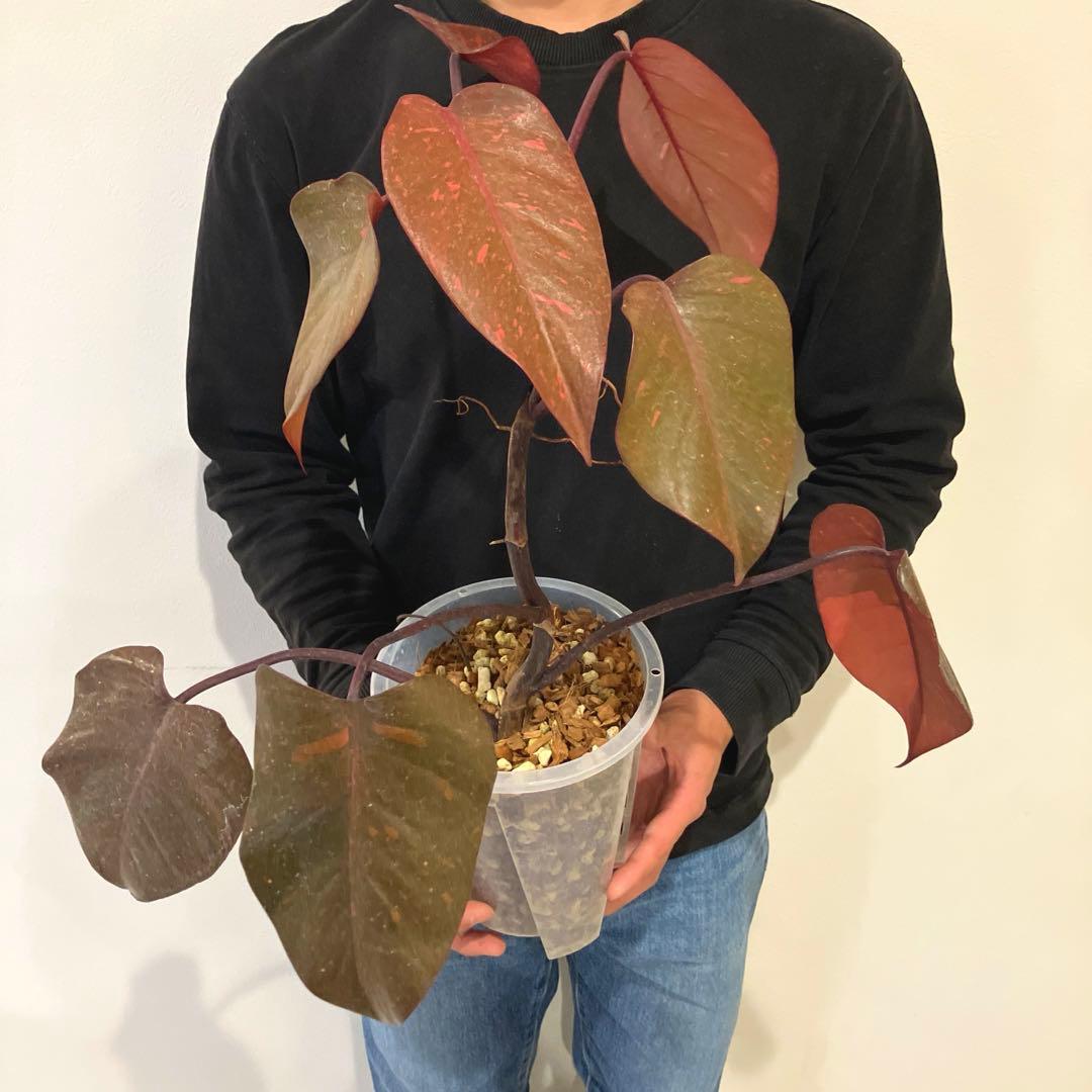 超希少❗️猫チップ植え替え済❗️フィロデンドロン　オレンジプリンセス✨ 園芸ネット本店｜フィロデンドロン：オレンジプリンセス 5号鉢植え25