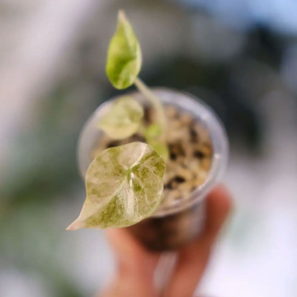 Alocasia cuprea pink var/ アロカシア クプレア ピンク アロカシア クプレア ピンク斑入り Alocasia Cuprea Pink Alocasia