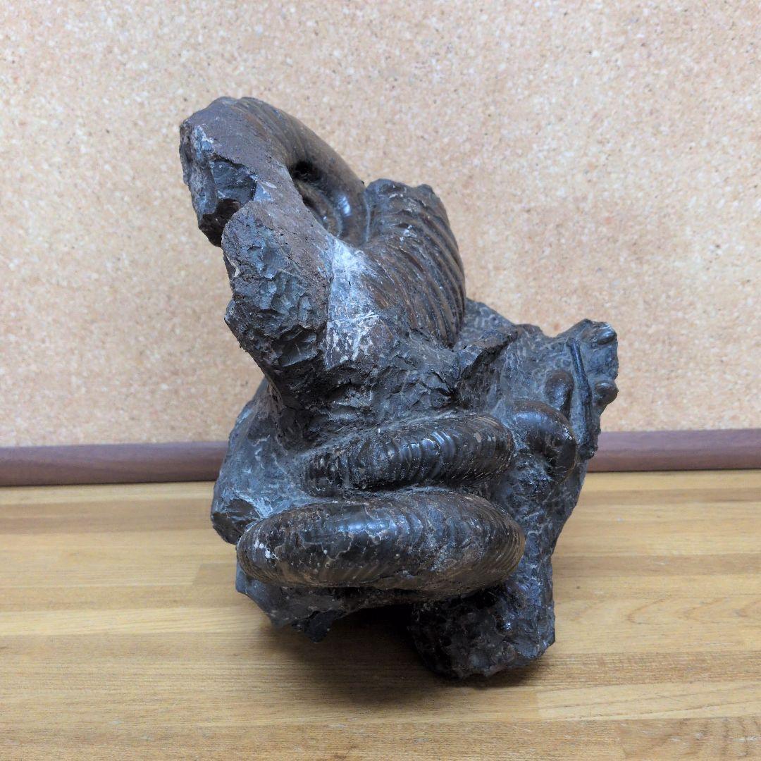 アンモナイト化石 (447)木製台座付き