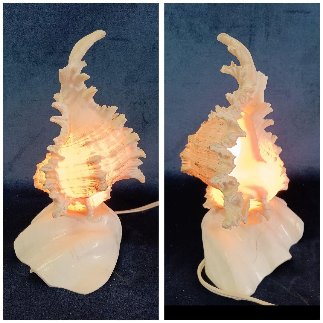 シェルランプ 貝殻ライト テング貝 間接照明 オブジェ デスクランプ