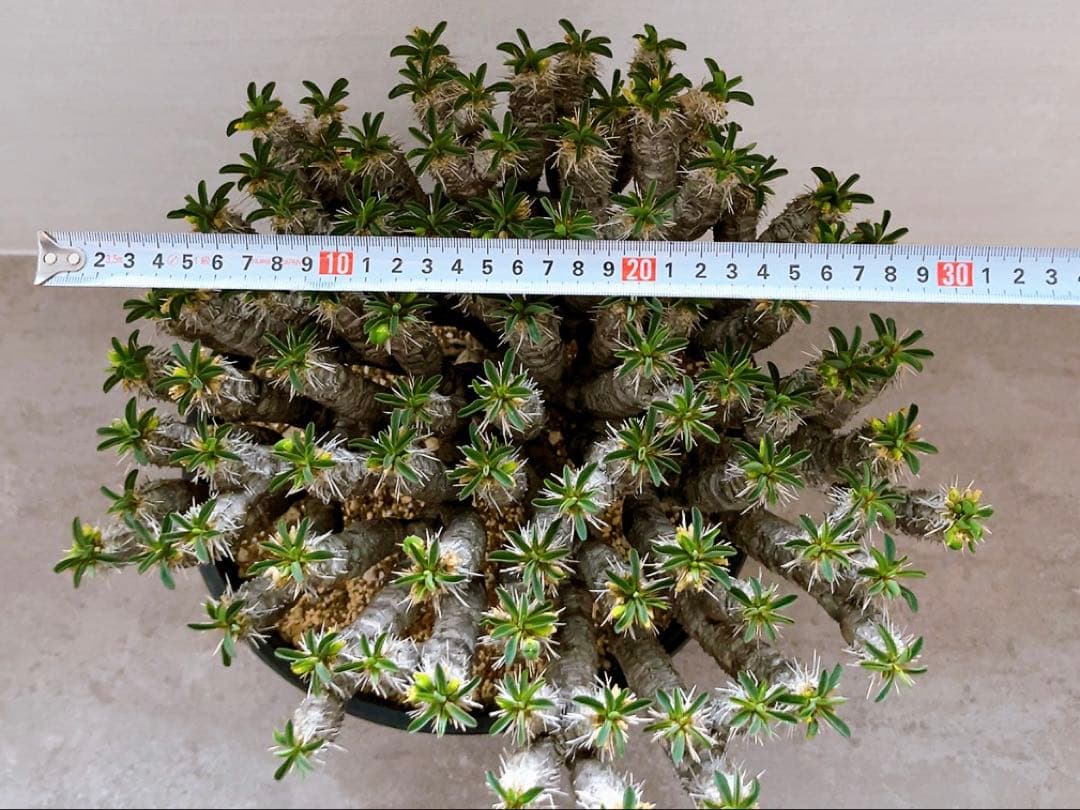 《期間限定販売❗️》『ユーフォルビア　ギラウミニアナ』現地球　発根済み極美大株