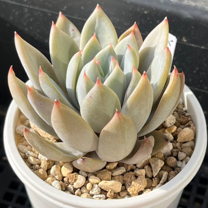 バイオリーナ(カット苗)   多肉植物　女美月 エケベリア 女美月（抜き苗） | 多肉植物のネットショップ ST Farm