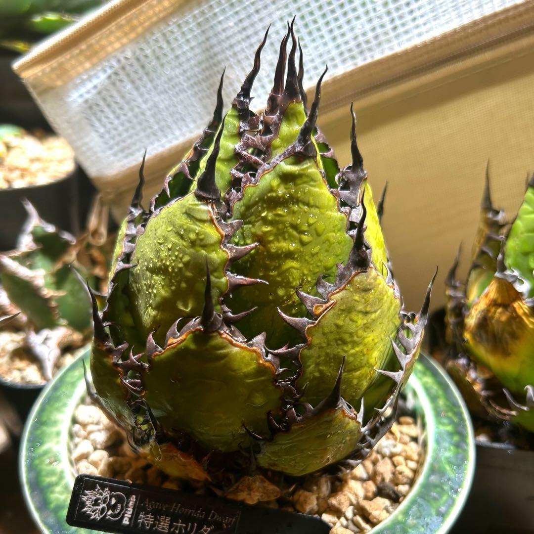 アガベ ホリダ 陽炎 S級選抜株 ボールタイプ ドワーフ 特価 オアハカ