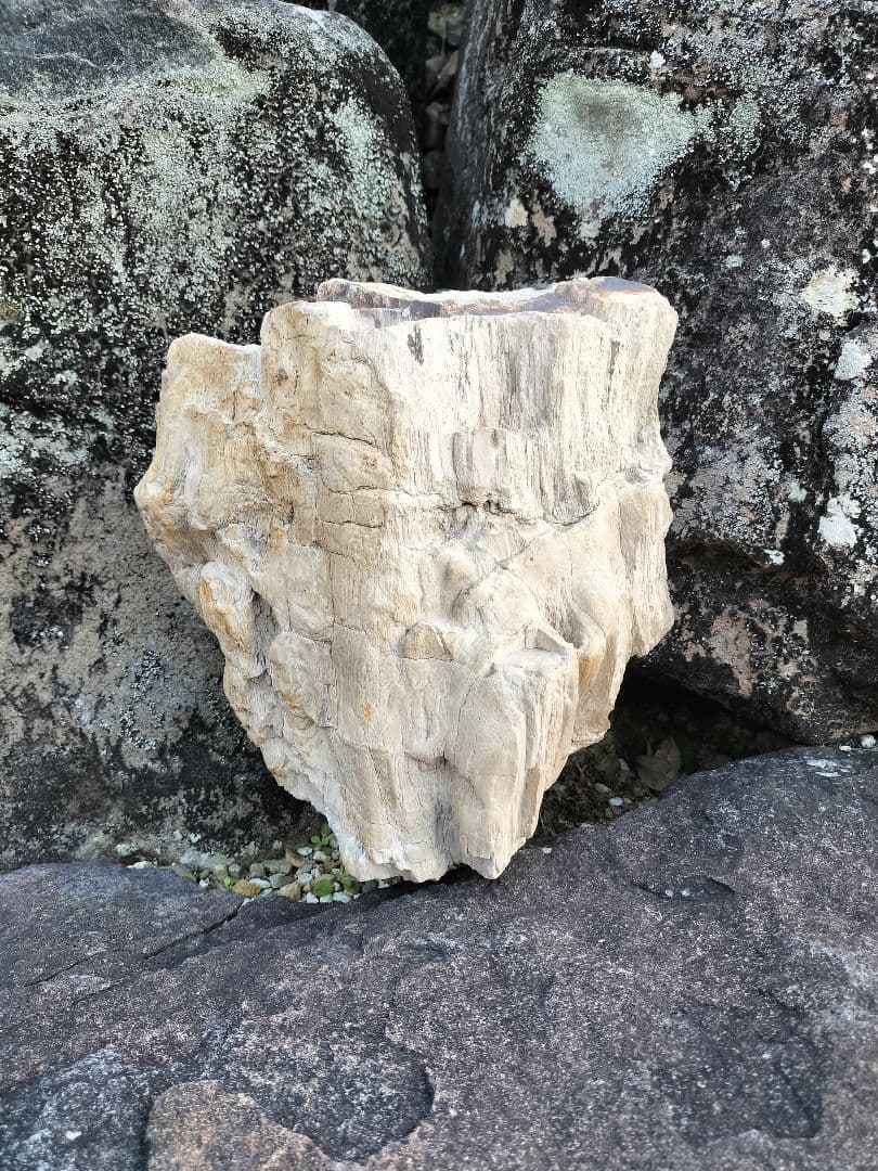 【珪化木】木化石 インテリア鑑賞石 天然石 珪化木 木化石 庭石 鑑賞石 天然石 置物 インテリア 約5キロ｜Yahoo