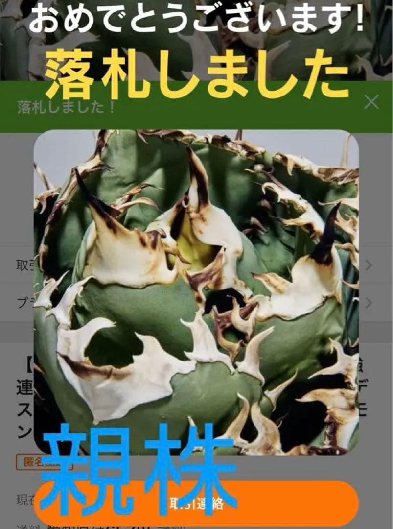 m*s様 アガベ　チタノタ　オテロイ　無名 アガベ チタノタ オテロイ 